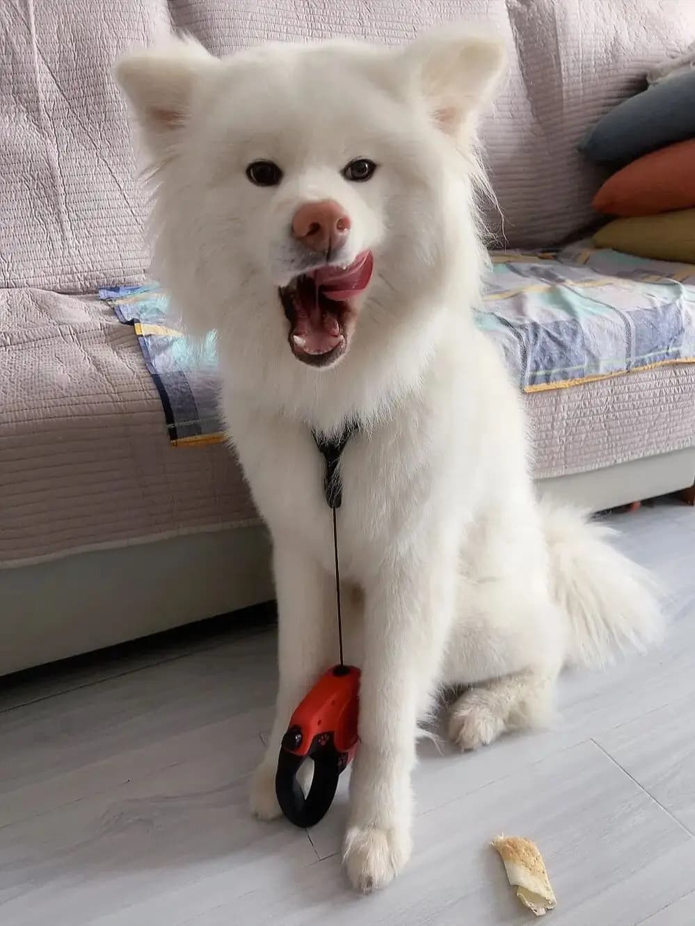 5 Kleuren Optioneel 8M Kleine, Middelgrote en Grote Honden Duurzame Automatische Intrekbare Leidsels Hondentuig (Geschikt voor Honden tot 80 lbs)