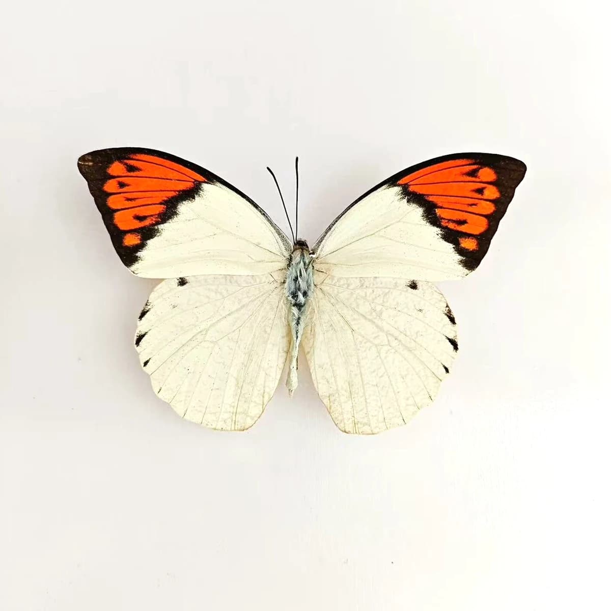 5-100 stuks natuurlijke echte vlinders specimen vlinder DIY creatieve productie woondecoratie (oranje gestreepte Jezebel ‌ ）