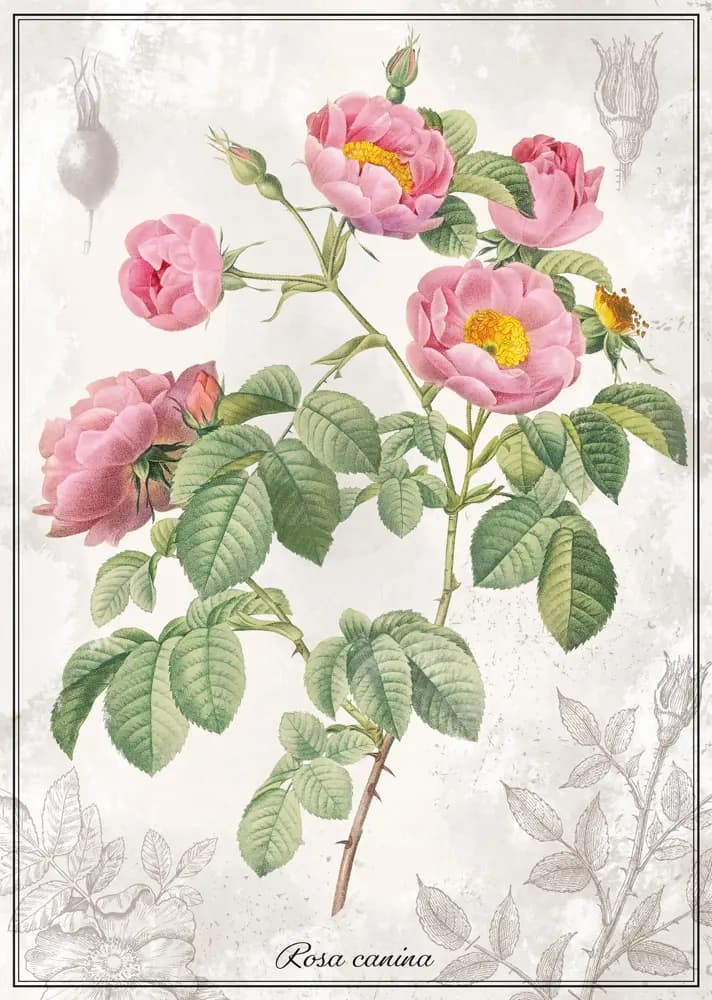 Interdruk Puzzle Botanic: Rose (1000 Stukjes)