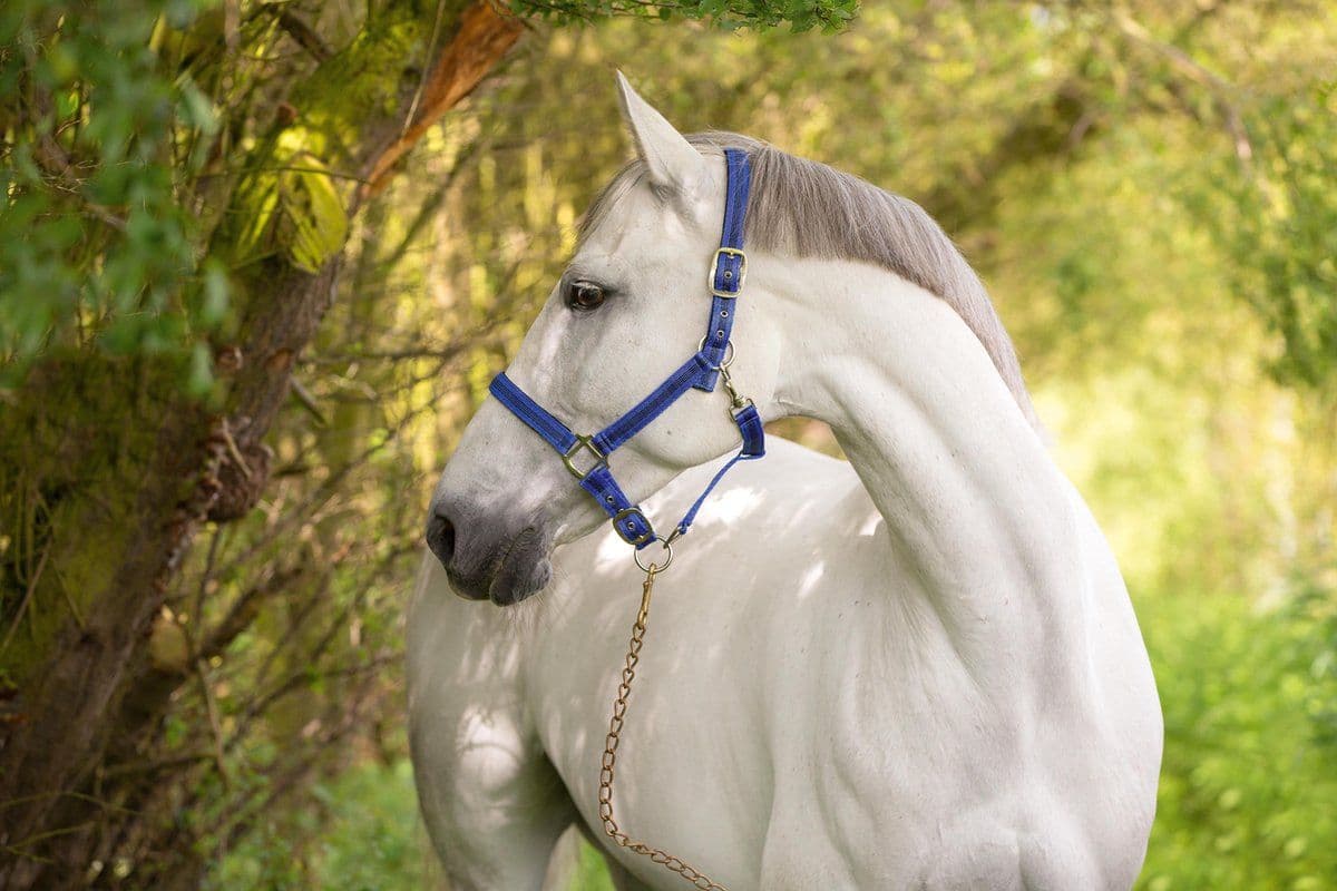 Kerbl Mustang - Halster - Verstelbare neus- en hoofdriem - Blauw/Zwart