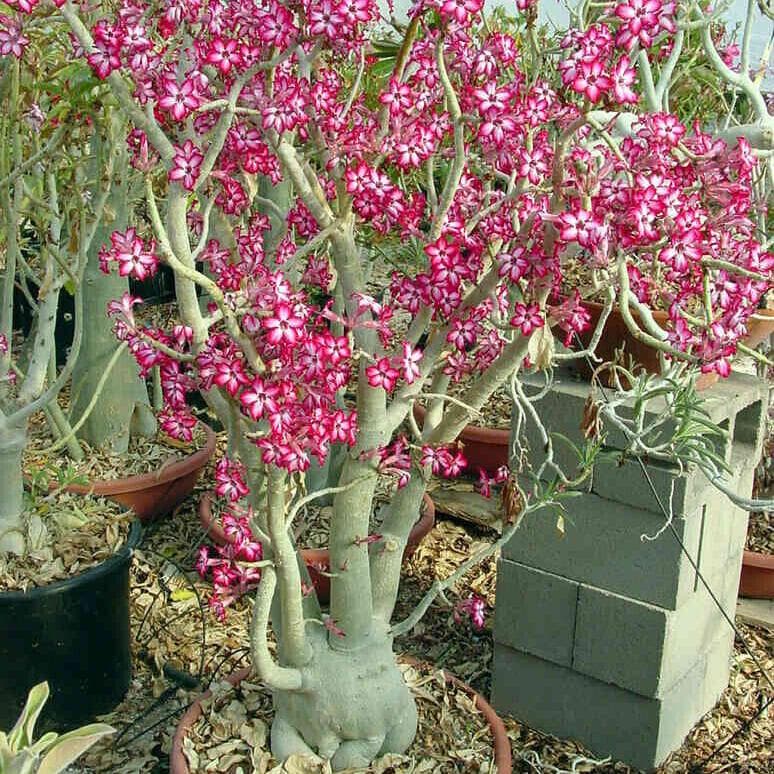 5 Zaden van ADENIUM MULTIFLORUM   Woestijnroos  verse zaden