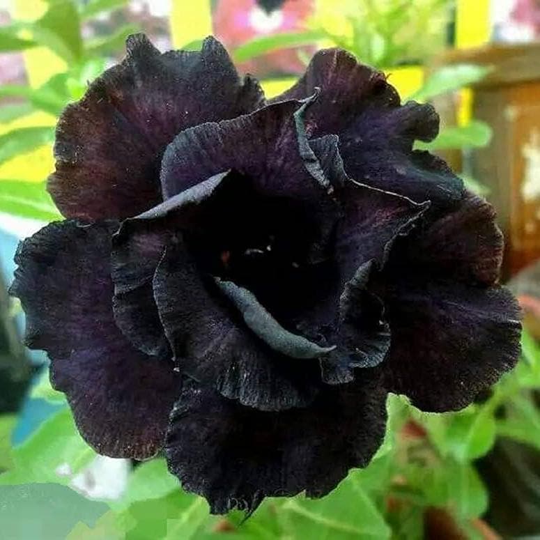 5 Zaden van ADENIUM OBESUM  black double    Woestijnroos  verse zaden