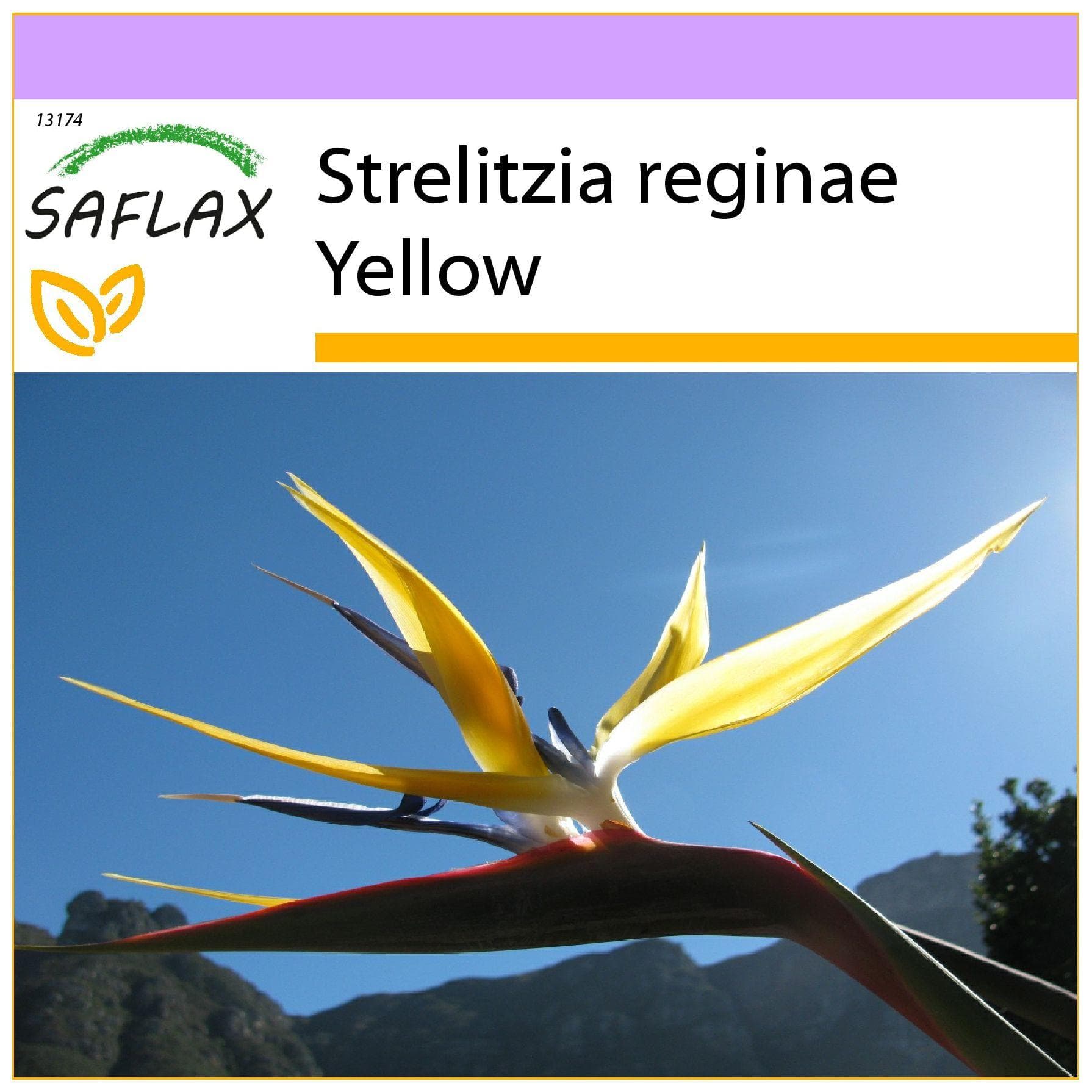 SAFLAX - Gele Strelitzia Mandela's Gold - 4 zaden - Strelitzia reginae Geel