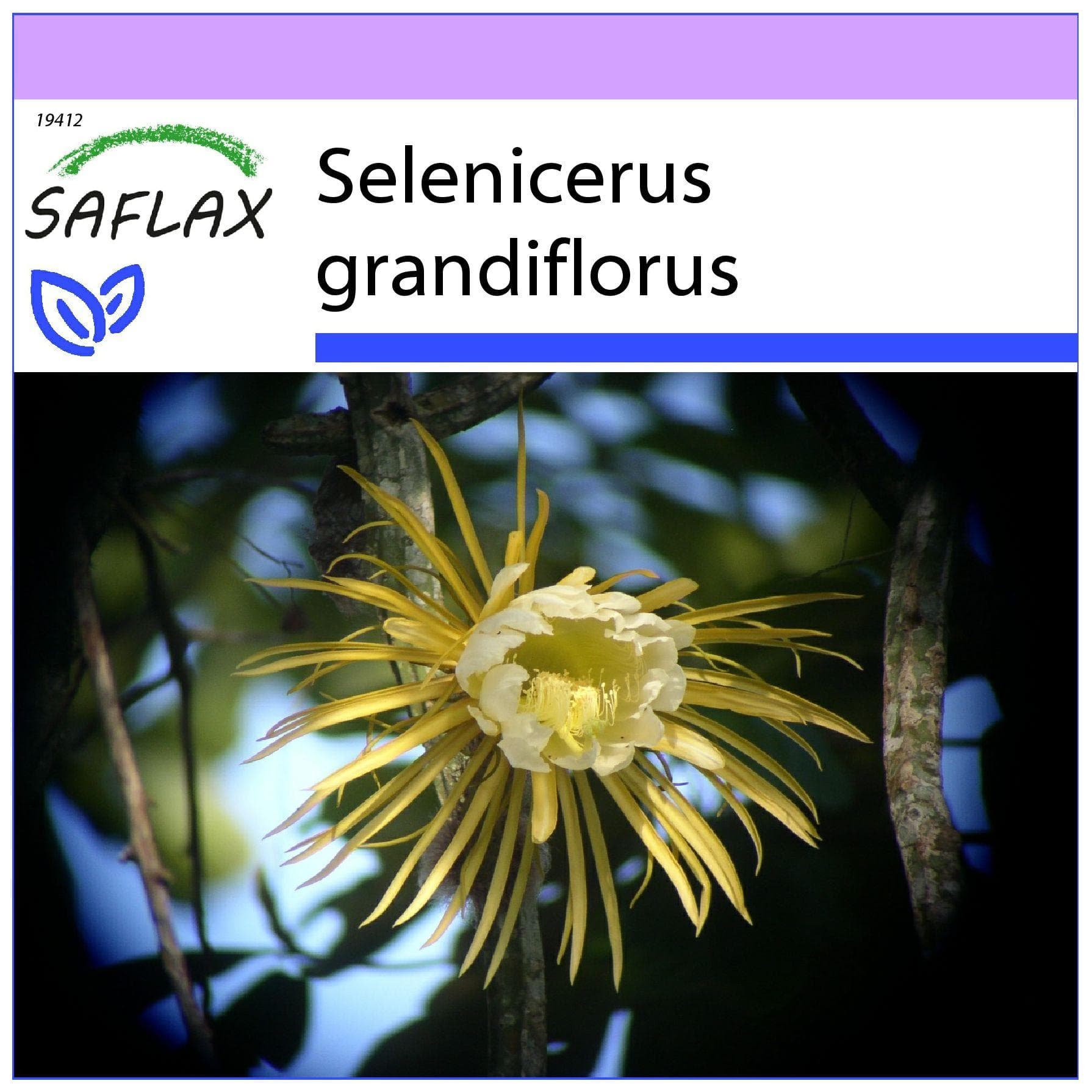 SAFLAX - Koningin van de Nacht - 40 zaden - Selenicerus grandiflorus