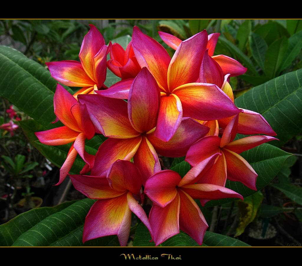 5 ZADEN VAN PLUMERIA -frangipani - pomelia variëteit ' Mattalica '-VERSE ZADEN