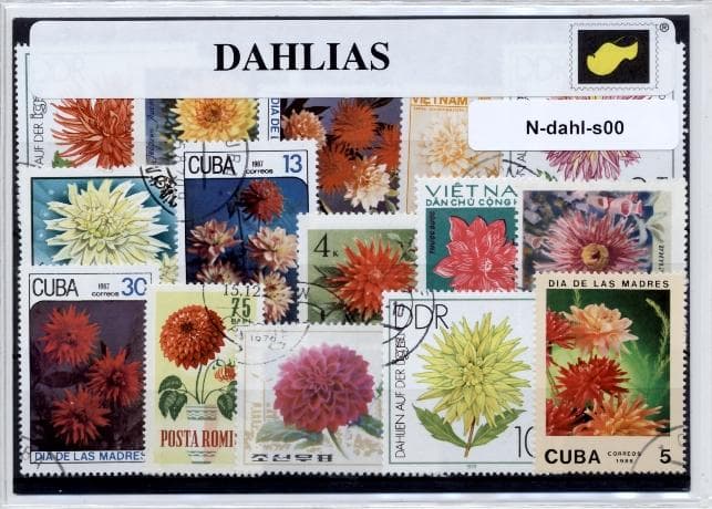 front - dahlia's