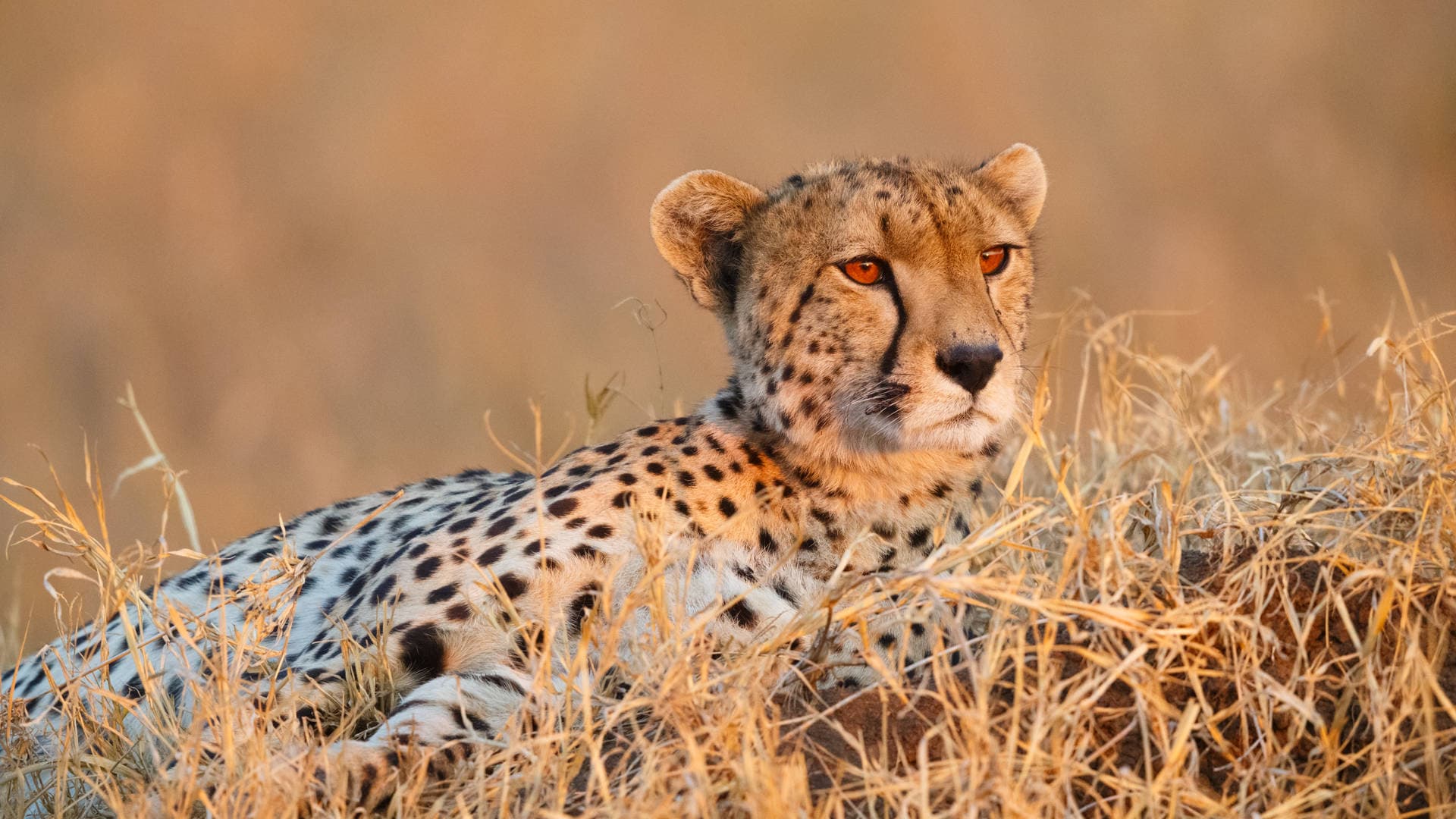 A Wildlife Adventure in Tanzania and Zanzibar