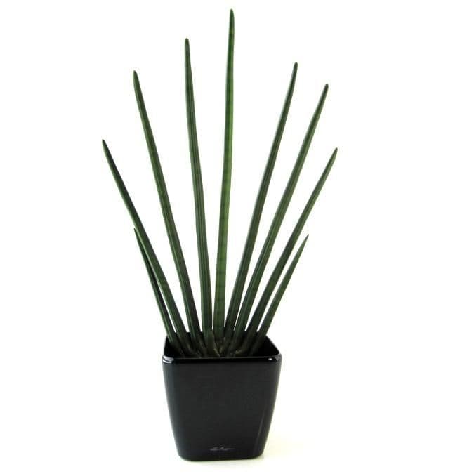 Sansevieria Cylindrica kunstplant 85cm