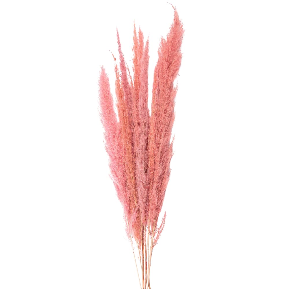 Droogbloemen 100 cm Roze Droogbloemen