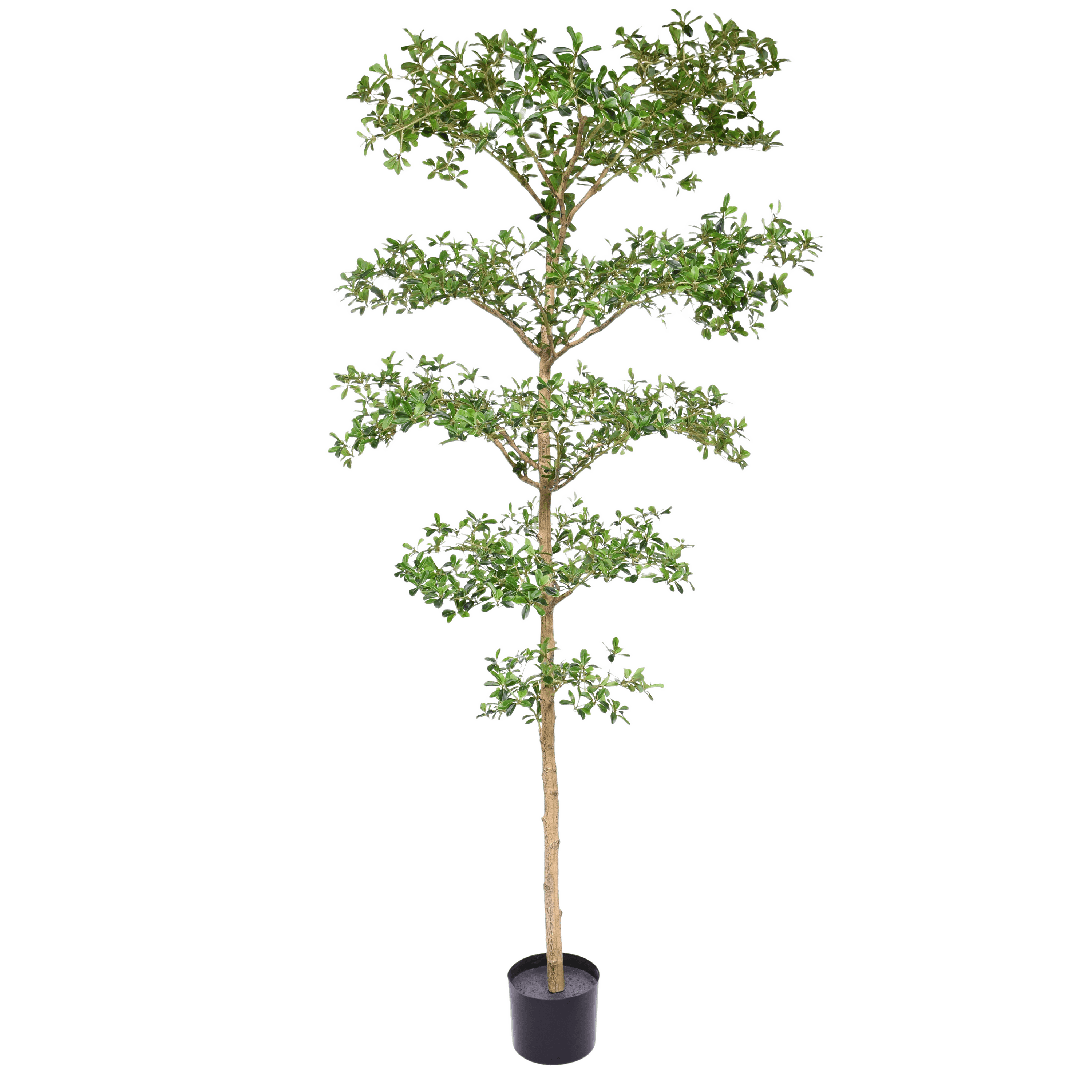 Bucida Buceras Kunstboom 240cm NT groen