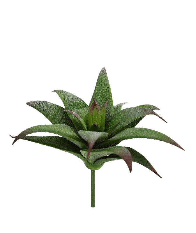 Haworthia kunst vetplant