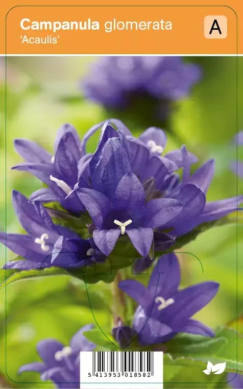 V.I.P.S. Campanula glomerata ''Acaulis'' - kluwenklokjesbloem P9