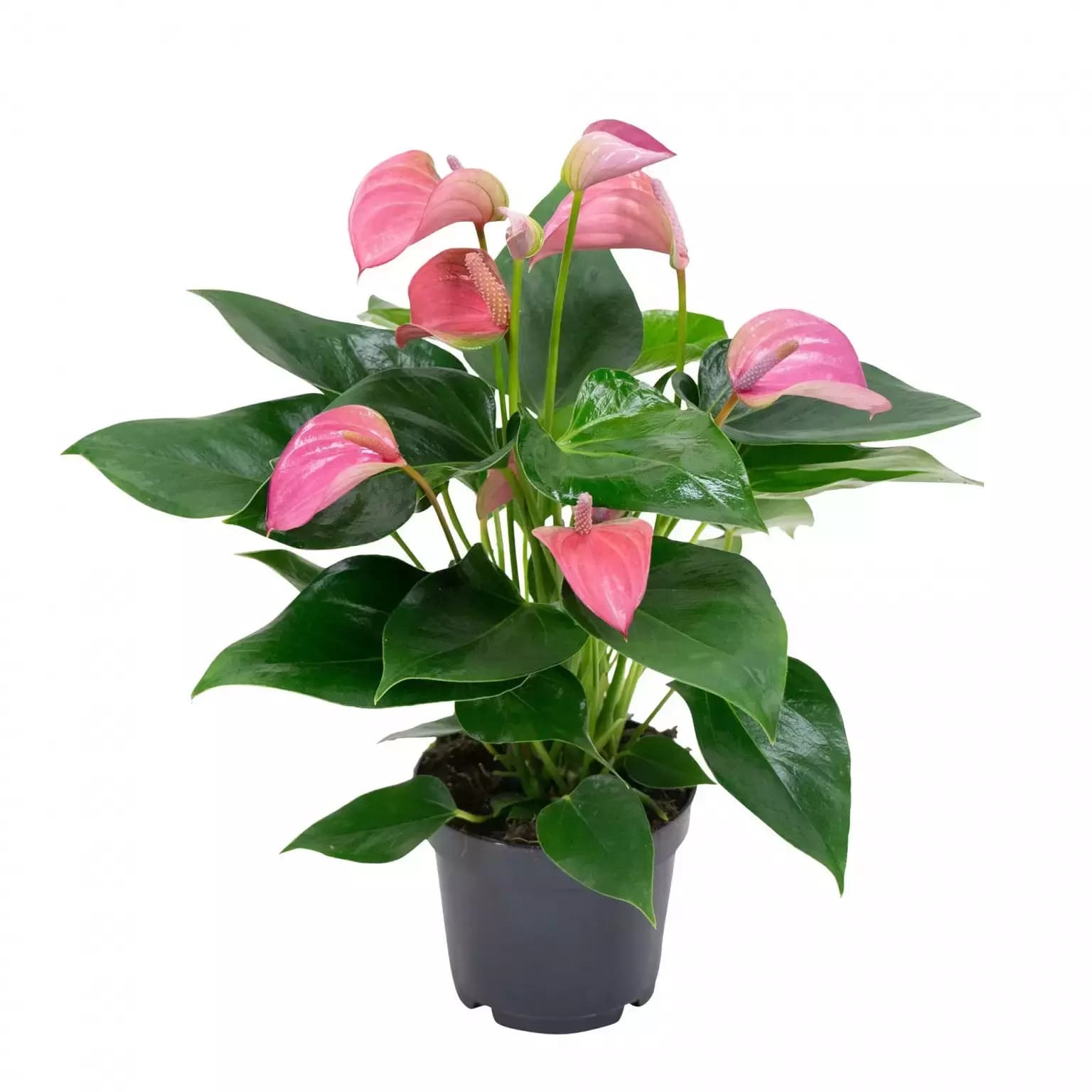 Kamerplant Anthurium Pink 'Flamingo plant'