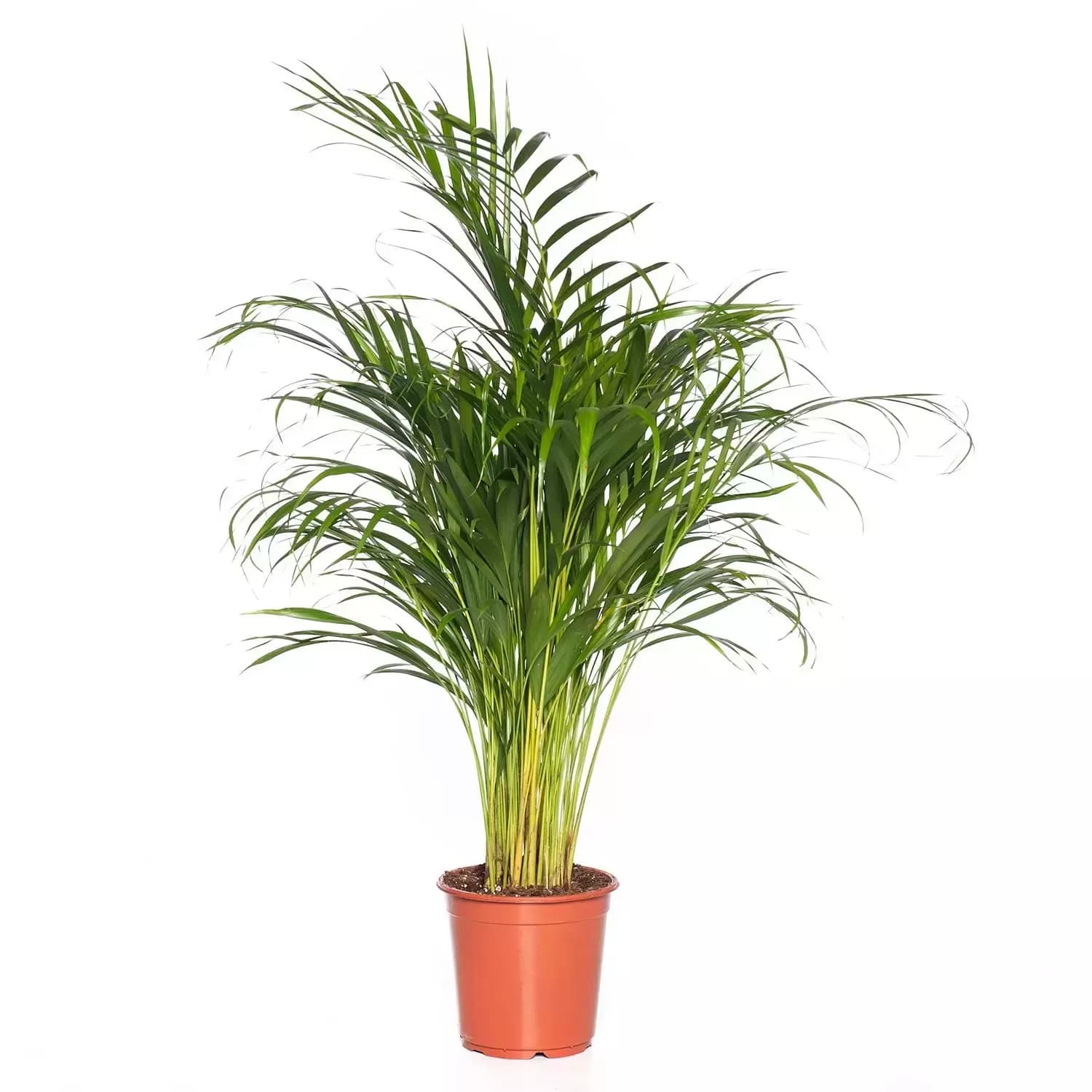 Kamerplant Dypsis Lutescens 'Areca palm'