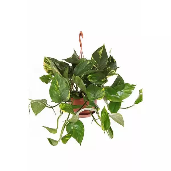Kamerplant Epipremnum Pinnatum