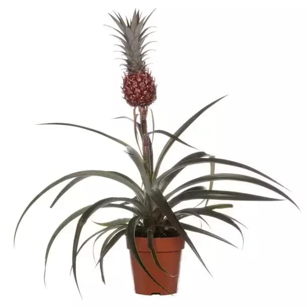 Kamerplant Eucomis Mi Amigo 'Ananasplant'