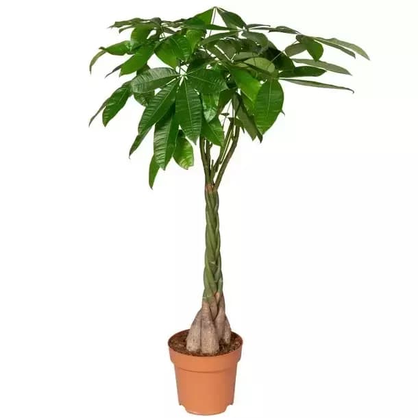 Kamerplant Pachira 'Geldboom'