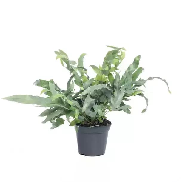 Kamerplant Phlebodium Aureum Blue Star 'Blauw Varen'