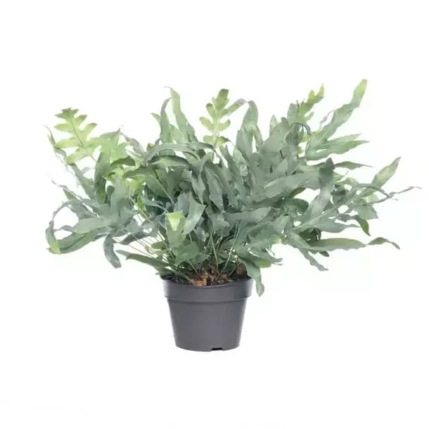 Kamerplant Phlebodium Aureum Blue Star 'Blauw varen'
